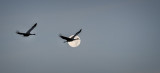 Cranes and Full Beaver Moon