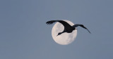 Flight Into Decembers Full Cold Moon
