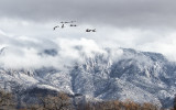 Frosty Flight