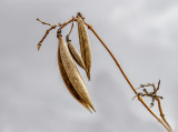 January's Seed Pods