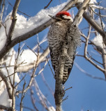 Ladderback Woodpecker