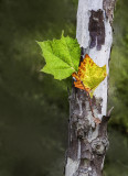 The Edge of Autumn