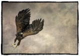 Harris Hawk