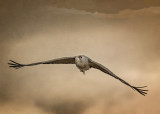 Lone Crane