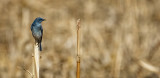 Mountain Bluebird