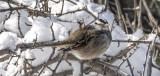 White Crowned Sparrow - Late Snowfall