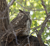 Great Horned Owl