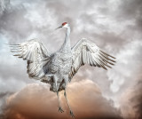 Sandhill Cranes & Light Geese