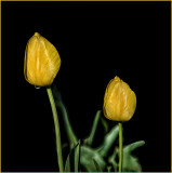 Two Prize Tulips