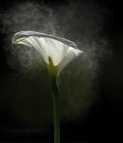 Sweet Cala Lily