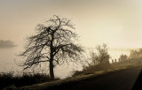Foggy Morning on the Delta