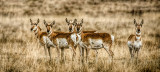 Pronghorn Antelope