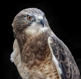 Swainsons Hawk
