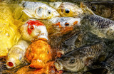 Food Frenzy
