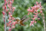Female Rufous Hummingbird