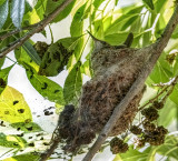 Juvenile Black Chinned Hummingbird