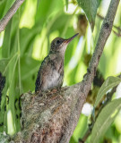 Juvenile Black Chinned Hummingbird