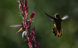 Rufous Hummingbirds Meet at the Yucca Blossom