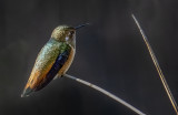 Rufous Hummingbird
