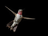 Broadtail Hummingbird