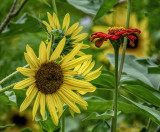 Summer Treasure, Sunflowers and Zinnias