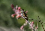 Garden Watcher - Rufous Hummer
