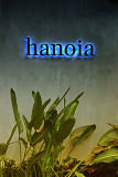 Hanoia Gift & Coffee Shop
