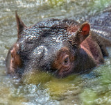Hippo Watching Us