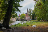 Swans in the Park
