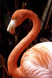 pink flamingo80.jpg