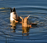 Ducks Bottoms Up