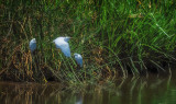 Egret in Marsh