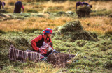 Harvest Can Wait at Feeding Time 