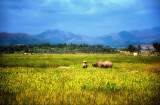 Delta Rice Field