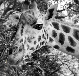 Giraffe Up Close