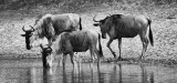 Wildebeest at Watering Hole