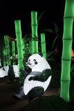 Pandas in Bamboo Forest