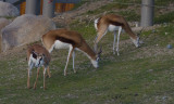 Springbok / Antelope