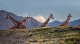 Giraffe Traffic