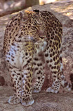 Amur Leopard