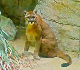 Mountain Lion 