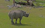 Black Rhinoceros on the Rhino Savanah
