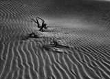 Desert Dune Detail