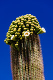 Flowering Saguaro