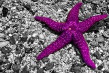 Purple Star Fish