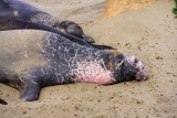 Elephant Seals