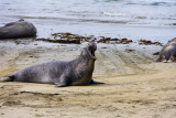 Elephant Seals