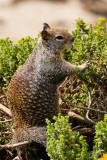 Ground Squirrel