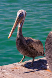 Pelican