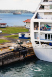 Mule at stern of Norwegian Sun